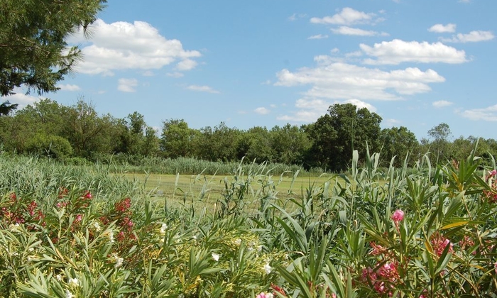 La Commanderie - Very rare Mas in Camargue on 350 €50