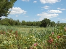 La Commanderie - Very rare Mas in Camargue on 350 €50