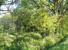 Notre merveilleux jardin dans le bocage vous attend pour fêtes, événements, repos €10