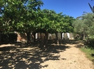 Au cabanon, terrain proche de Saint-Tropez 100 €